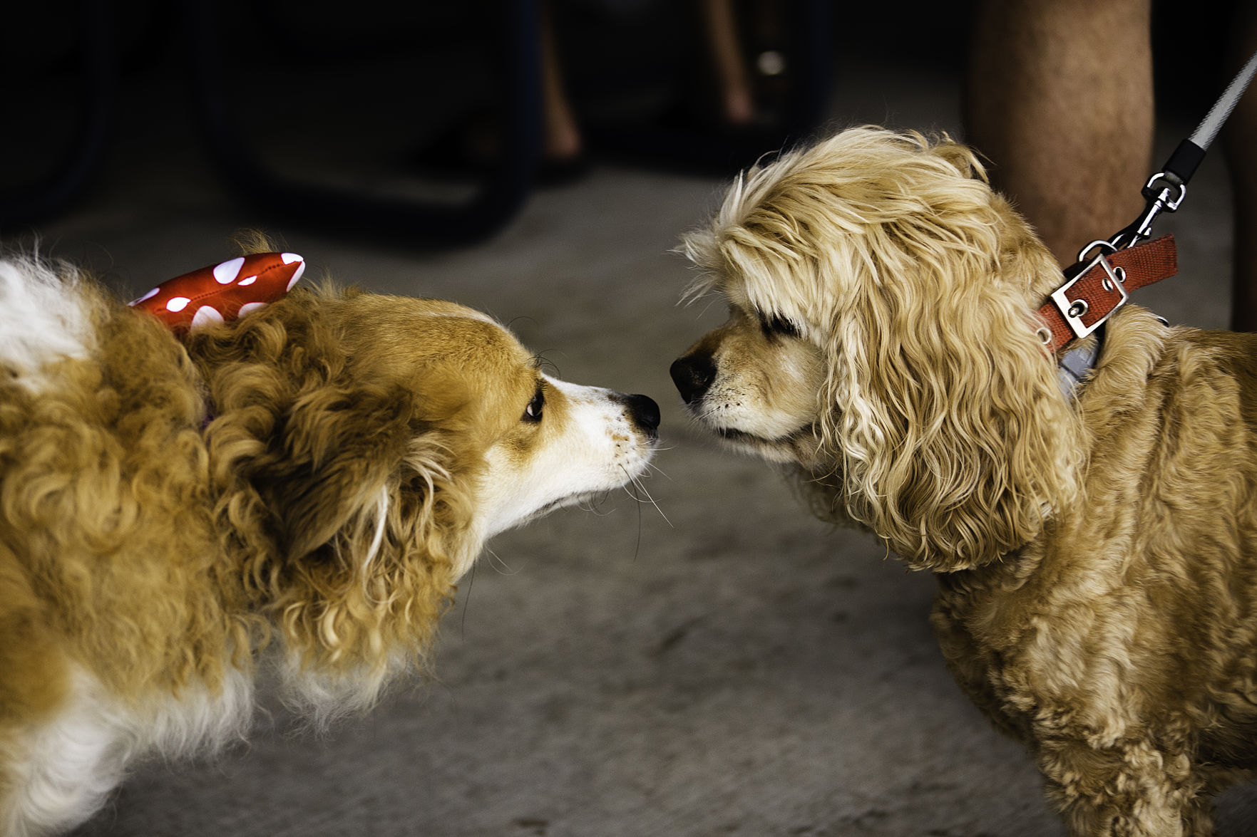 Bark in the Park